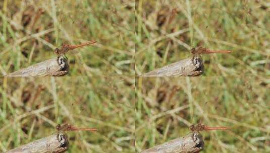 一只红蜻蜓在树枝上降落和起飞的特写镜头。高清在线视频素材下载