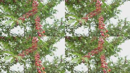 攀枝花拍摄的花 (5)高清在线视频素材下载
