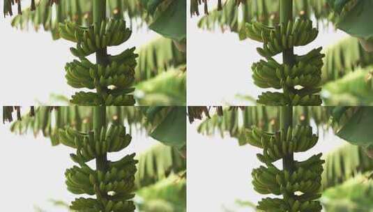 香蕉树香蕉园高清在线视频素材下载