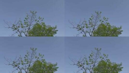天空风吹树摇高清在线视频素材下载