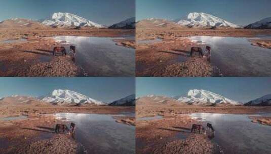 航拍新疆帕米尔高原慕士塔格峰吃草的马高清在线视频素材下载