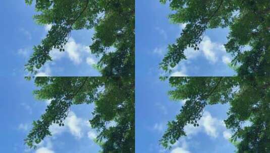 蓝天白云 空中绿叶 树叶 绿叶子高清在线视频素材下载