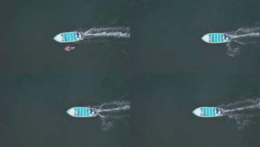 海豚在旅游船周围跳跃的鸟瞰图高清在线视频素材下载