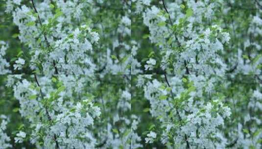 大兴安岭野生植物：山荆子花高清在线视频素材下载