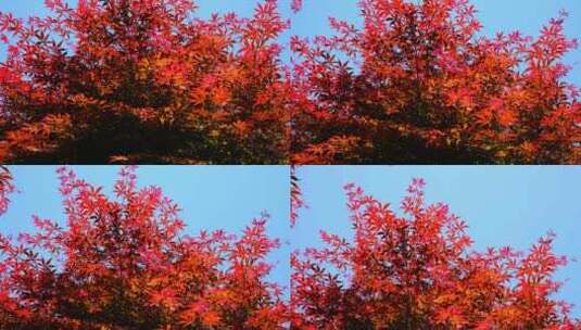4k自然风景红叶枫叶树叶高清在线视频素材下载