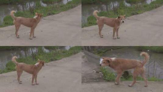 C湖南花恒县家犬实拍视频高清在线视频素材下载