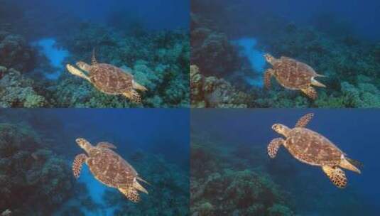 水下海龟高清在线视频素材下载