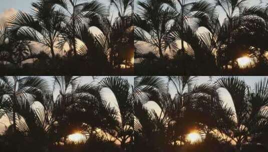 棕榈树日落高清在线视频素材下载
