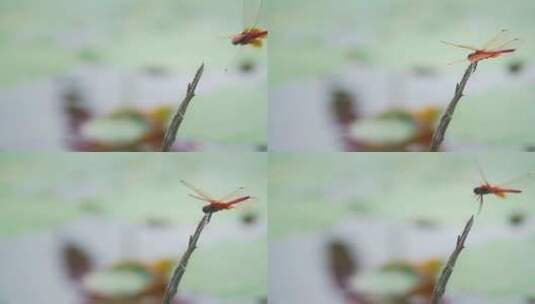 荷花池塘里的蜻蜓高清在线视频素材下载
