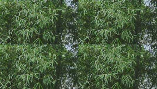 雨中竹子竹叶雨滴高清在线视频素材下载