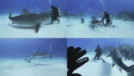 潜水时大海里的鲨鱼高清在线视频素材下载