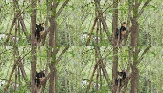 初夏树林里爬树的大熊猫高清在线视频素材下载