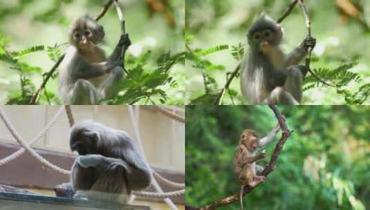 [合集] 雨林猴子镜头高清在线视频素材下载