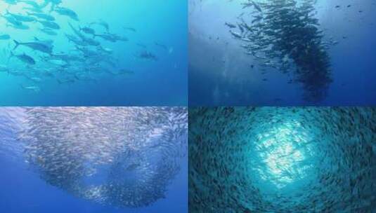 【合集】鱼群 深海鱼群 鱼 好多鱼高清在线视频素材下载