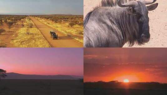 【合集】 非洲草原 野生动物高清在线视频素材下载