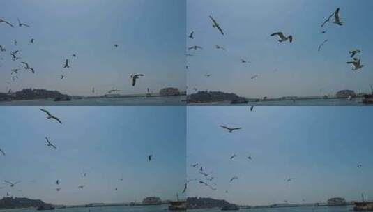 蓝色海洋大海海鸥岛屿浪花风景航拍高清在线视频素材下载