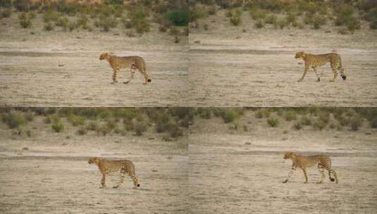 南非白天雄伟的猎豹穿过田野。-慢速跟踪拍摄高清在线视频素材下载