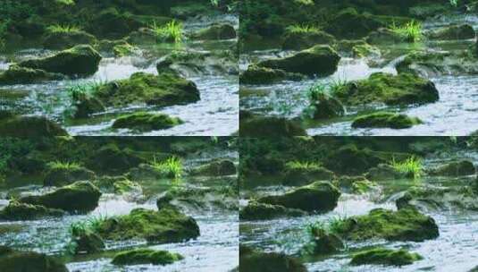 清澈的山间溪水小溪流淌高清在线视频素材下载