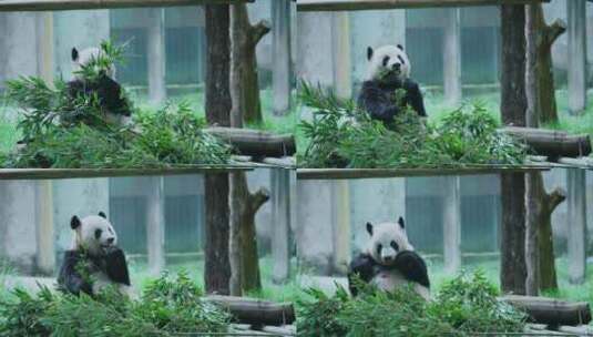 熊猫莽仔乐园吃竹子高清在线视频素材下载