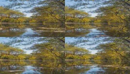 秋天阳光下的黄叶与水面倒影 延时竖屏高清在线视频素材下载
