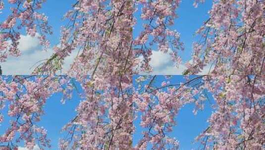 春天阳光下的樱花花朵花瓣高清在线视频素材下载