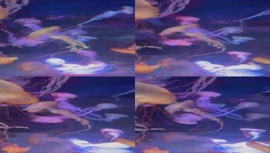 紫海刺水母高清在线视频素材下载