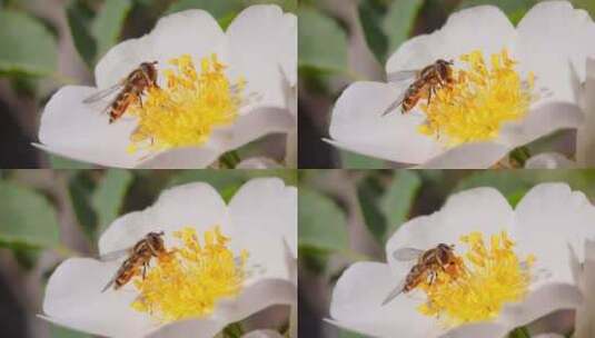 慢镜头蜜蜂采蜜高清在线视频素材下载