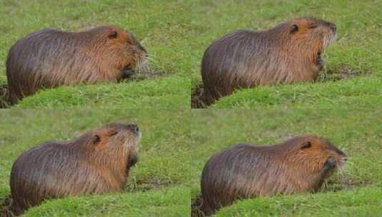 海狸鼠、食草动物、Coypu、啮齿动物高清在线视频素材下载