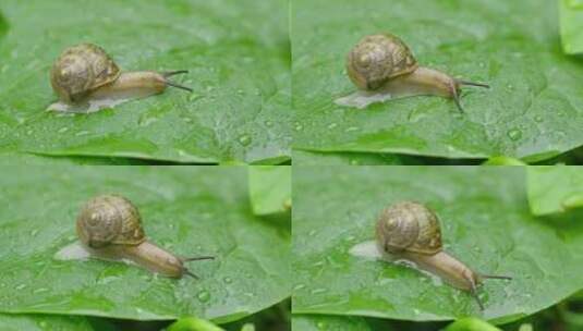 雨天叶子上爬行的蜗牛高清在线视频素材下载