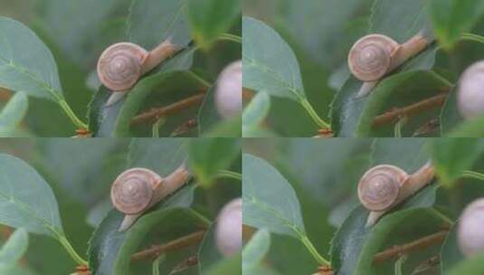 雨后，枝叶上的蜗牛在爬行高清在线视频素材下载