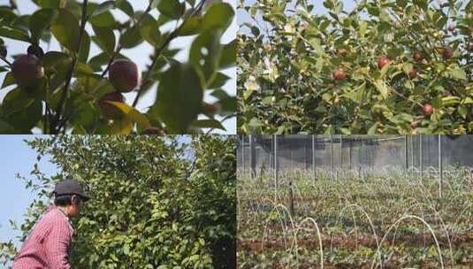 人工采摘油茶果油茶苗基地实拍高清在线视频素材下载