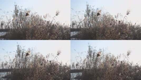 芦苇 湿地 大片芦苇 芦苇地 芦苇田 植物高清在线视频素材下载