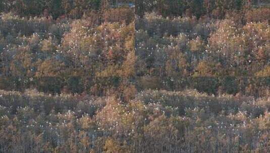 佛山市顺德伦教大涌水杉湿地候鸟白鹭群高清在线视频素材下载