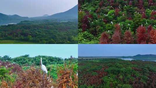 白鹭候鸟生态保护区高清在线视频素材下载