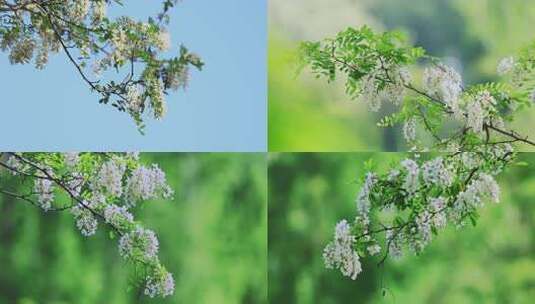 4K槐花盛开蜜蜂采蜜阳光唯美空镜合集高清在线视频素材下载