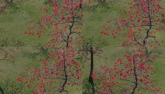 草地旁盛开的木棉树高清在线视频素材下载