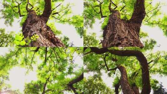 阳光大树高清在线视频素材下载