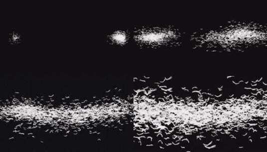 黑色背景飞鸟特效展示高清在线视频素材下载