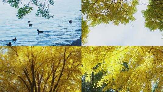 风秋天秋风微风快切快节奏片头情绪意境空镜高清在线视频素材下载