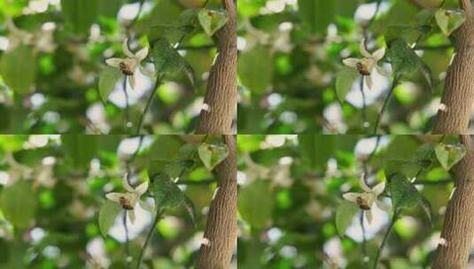 橘子树蜜蜂采蜜特写高清在线视频素材下载