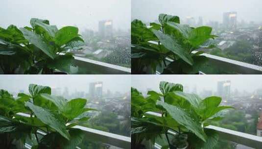 雨天阳台绿植景观，城市远景隐约可见高清在线视频素材下载