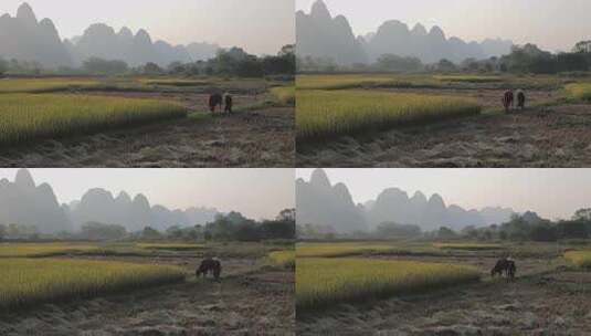 老人牵着牛在草地中放牛高清在线视频素材下载