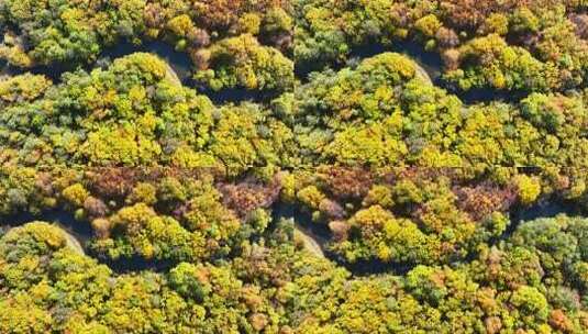 多彩湿地树林的空中俯瞰全景高清在线视频素材下载