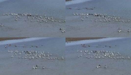 江西鄱阳湖湿地小天鹅候鸟航拍自然风光高清在线视频素材下载