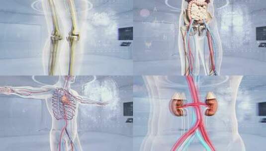 人体器官 医学科技 现代医学   医学未来高清在线视频素材下载