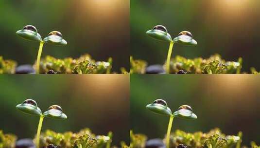 萌芽上的水滴特写高清在线视频素材下载