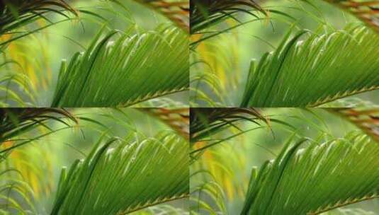 小雨下的棕榈叶高清在线视频素材下载
