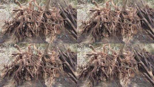 山区农村农民在山林挖掘树根干柴实拍视频高清在线视频素材下载