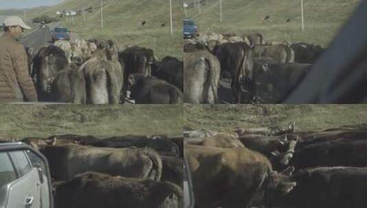 公路上的牛高清在线视频素材下载