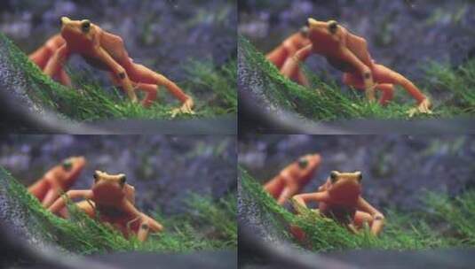 热带雨林中美丽的橙色青蛙高清在线视频素材下载